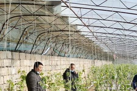 八月大棚适合种植什么