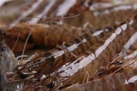 海钓用淡水虾还是海虾