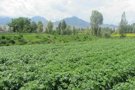 高原土豆适合平原种植吗