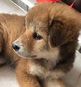 串串小狗怎么养