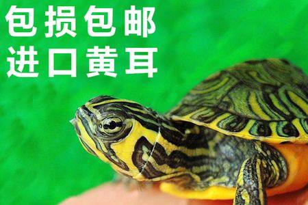 黄耳龟和火焰龟哪个水性好