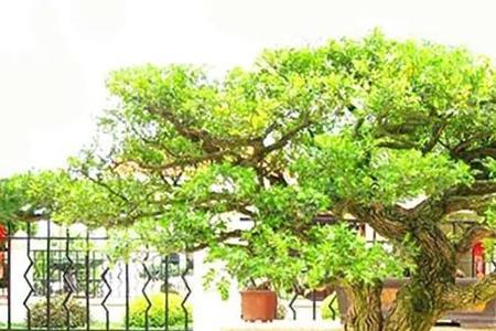 对生板黄杨怎么修