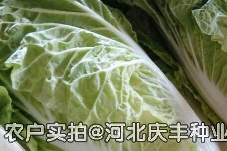 快菜30度以上能种吗