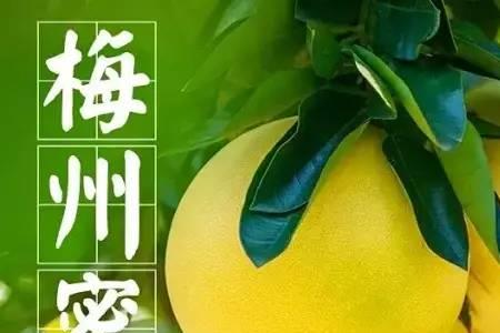 柚子名字含义
