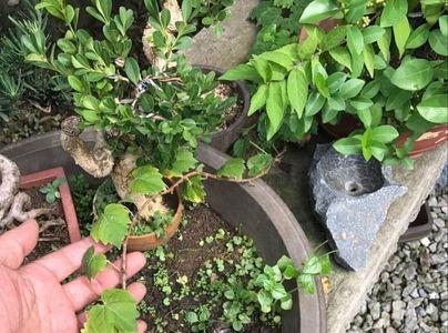 爬墙虎盆栽能养几年