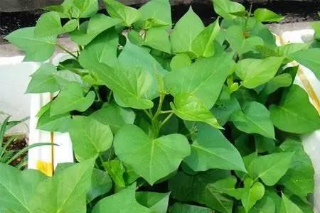 种红薯怎么放红薯种
