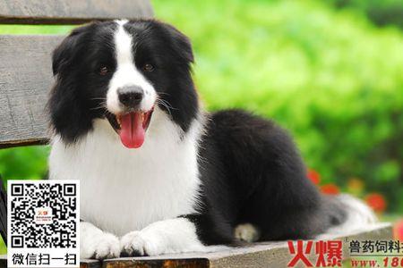 牧羊吃什么