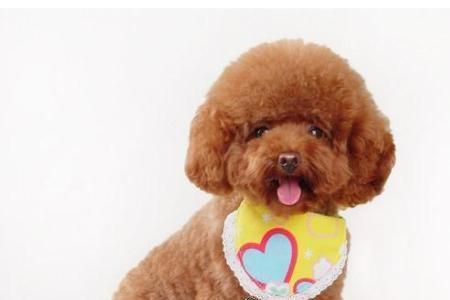 泰迪属于什么犬
