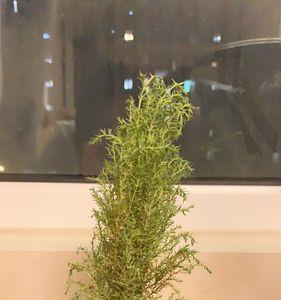 新买的小香松苗可以修剪的吗