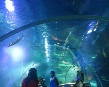 石家庄海洋公园和海洋馆区别