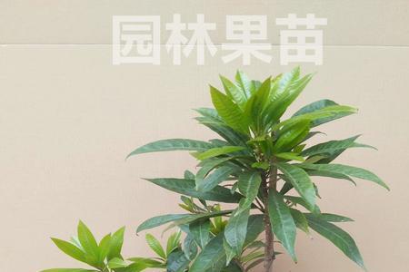 鸡蛋果嫁接果树技术