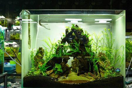 蝴蝶鲤鱼缸如何造景
