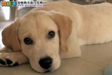 拉布拉多多久驱虫一次