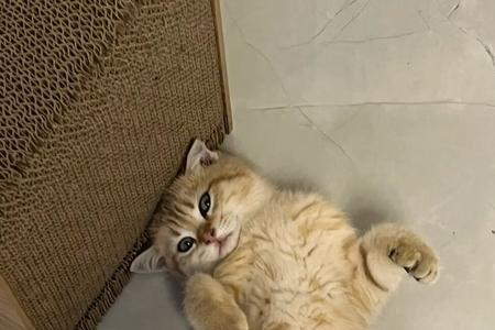 猫咪三个月不见会彻底忘记吗
