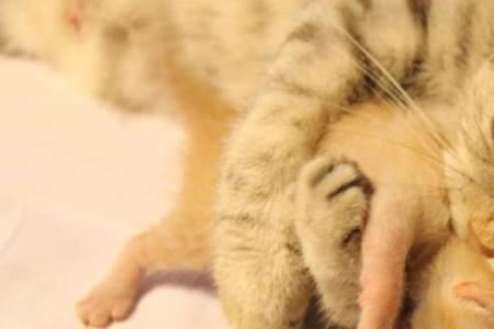 猫为什么吃蝴蝶