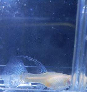 白孔雀鱼怀孕的象征