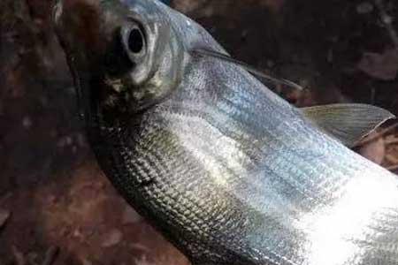 立秋后钓黄尾鱼口诀