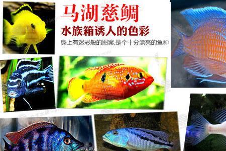 非洲王子鱼怎么养