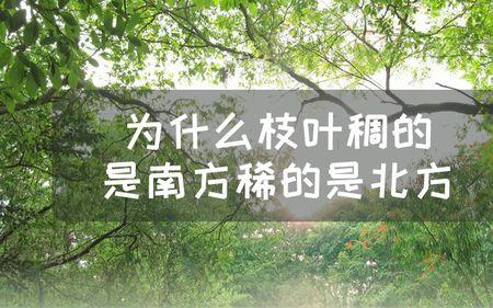 枝叶稠读音