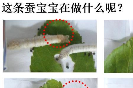 蚕的特点及象征意义
