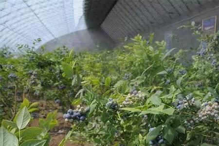 蓝莓树在东北能过冬吗