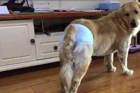 拉布拉多月经多久一次