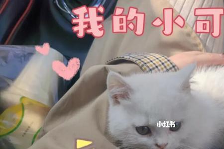秋咪什么意思
