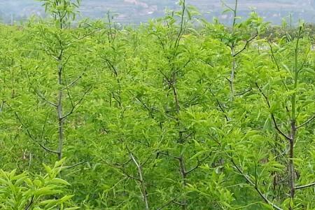枣树实生苗能结果吗