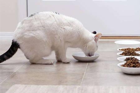 猫什么时候吃饭