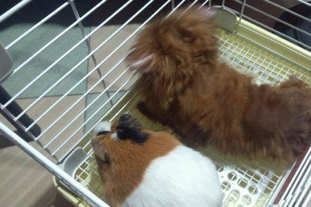 荷兰猪可以吃花生吗