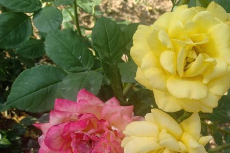 鲜艳的月季花像什么
