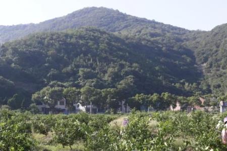 青桔种植方法和时间
