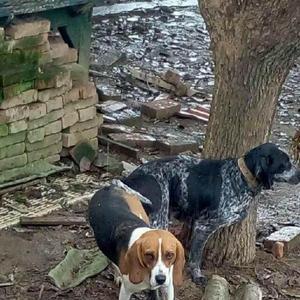 比格犬和波音达犬有什么区别