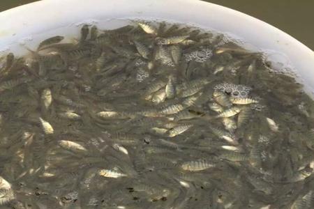 水花鱼苗的生长周期