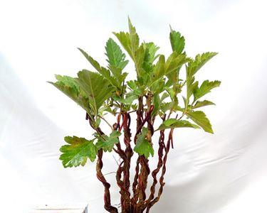 生桩山里红一年剪几次枝