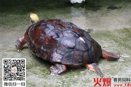 金田龟专吃什么料