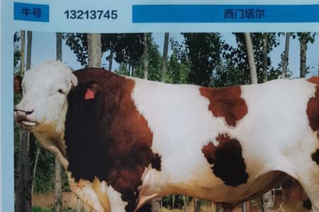 公牛配完种怎么辨别配上没配上