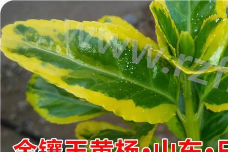 雪翠种植方法