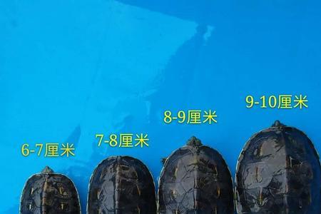 珍珠龟和巴西龟哪个长得大
