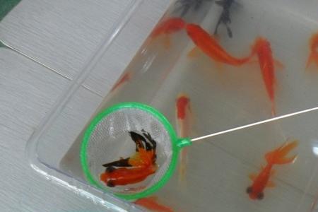 养金鱼怎样保持鱼缸干净