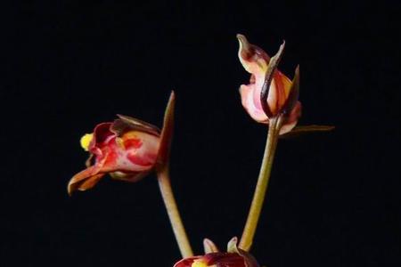 香山秋色兰花优缺点