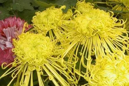 菊花什么的好
