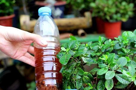 茉莉蜜茶可以浇花吗