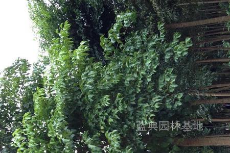 幌伞枫配什么花盆