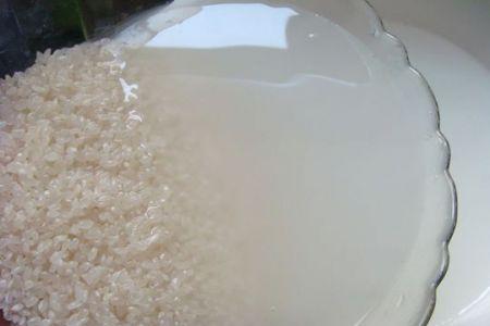 淘米水发酵后可以喷小香葱吗