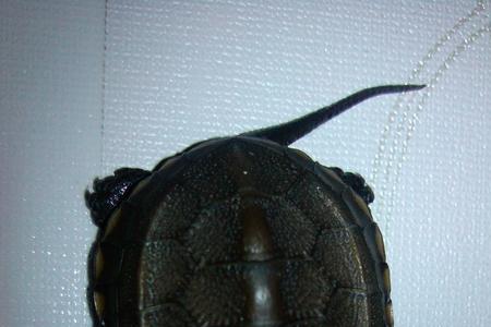 龟苗第一年能长多少