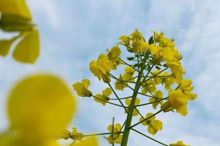油菜花梗能吃吗