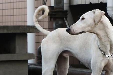 中国细犬凶吗