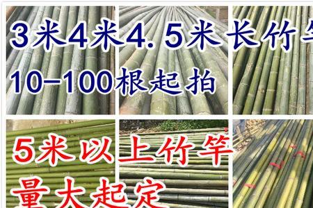 短节竹子有哪些