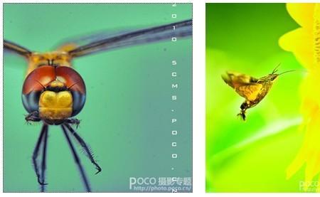 秋天的精灵是指什么
